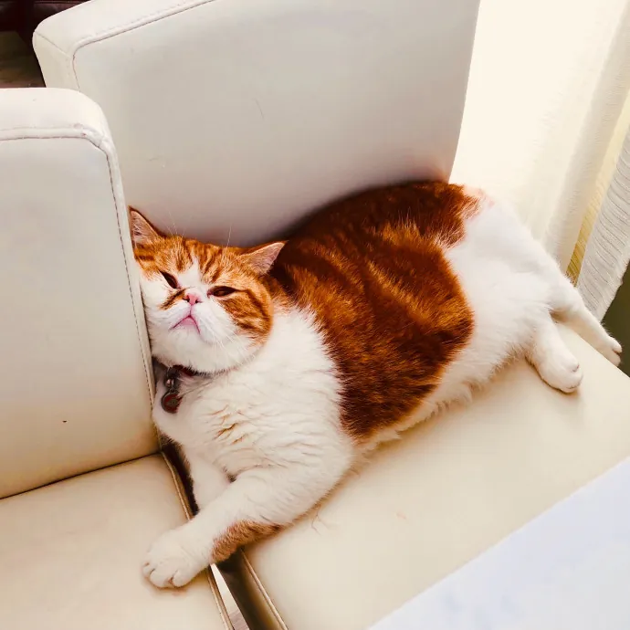 Caring And Reliable Experienced Cat Care