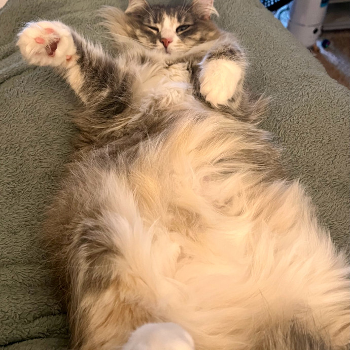 Caring And Reliable Experienced Cat Care