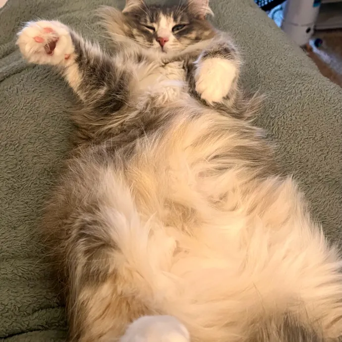 Caring And Reliable Experienced Cat Care