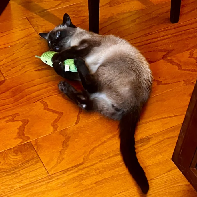 Caring And Reliable Experienced Cat Care