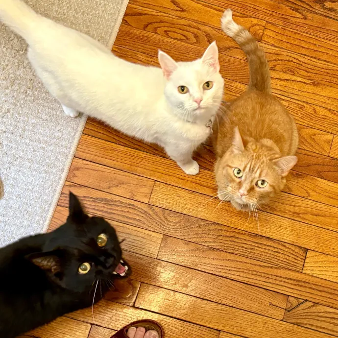 Caring And Reliable Experienced Cat Care