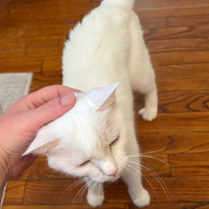 Caring And Reliable Experienced Cat Care