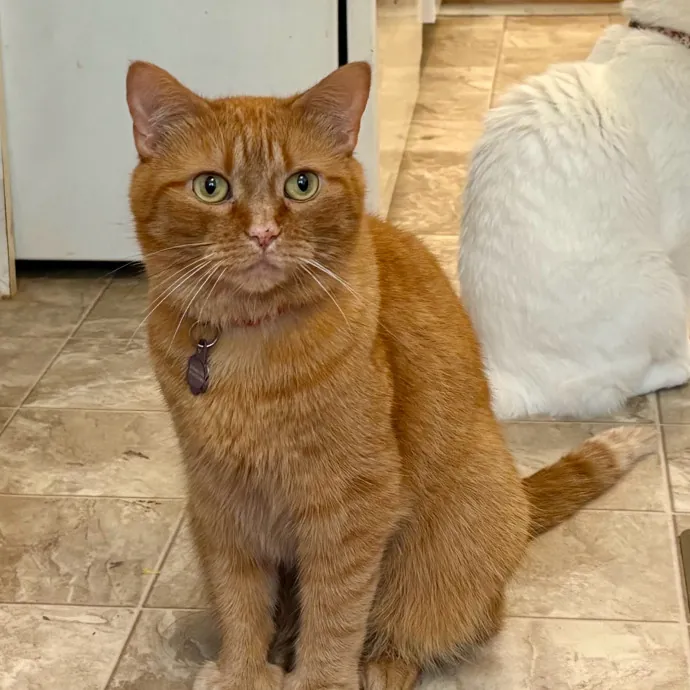 Caring And Reliable Experienced Cat Care