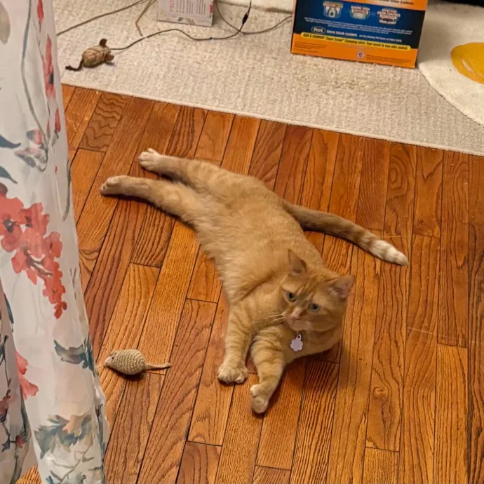 Caring And Reliable Experienced Cat Care