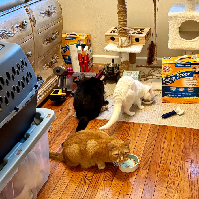 Caring And Reliable Experienced Cat Care