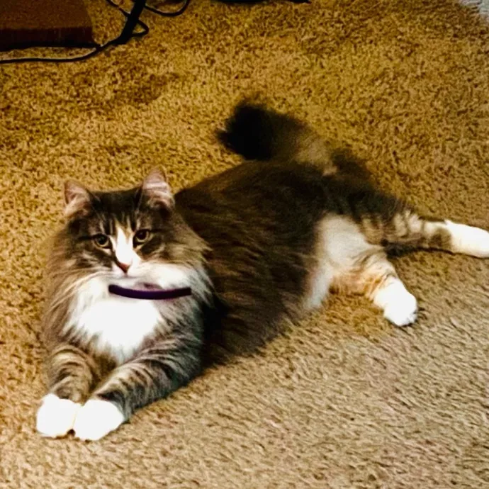 Caring And Reliable Experienced Cat Care