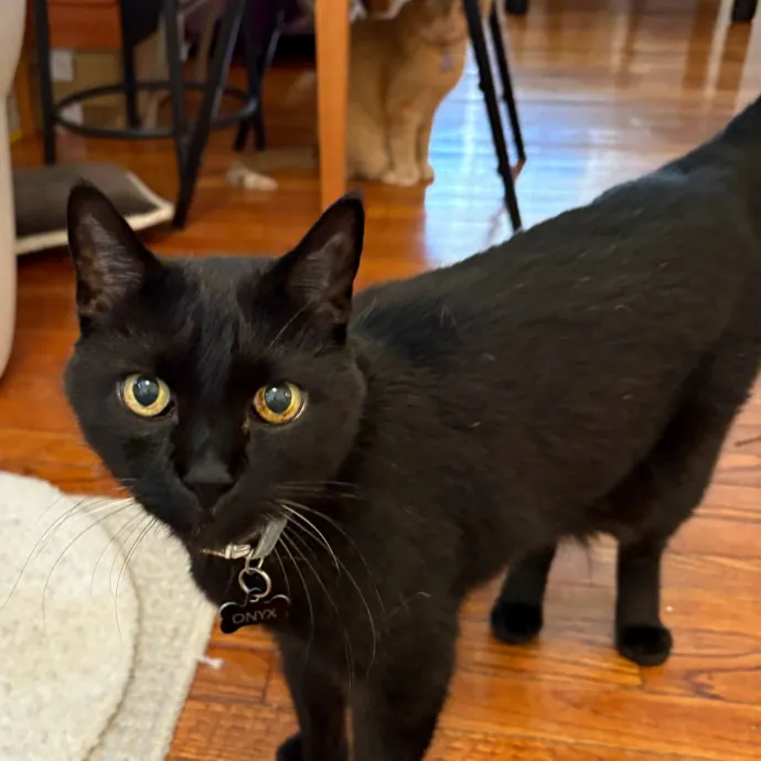 Caring And Reliable Experienced Cat Care