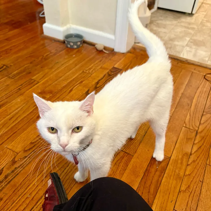 Caring And Reliable Experienced Cat Care