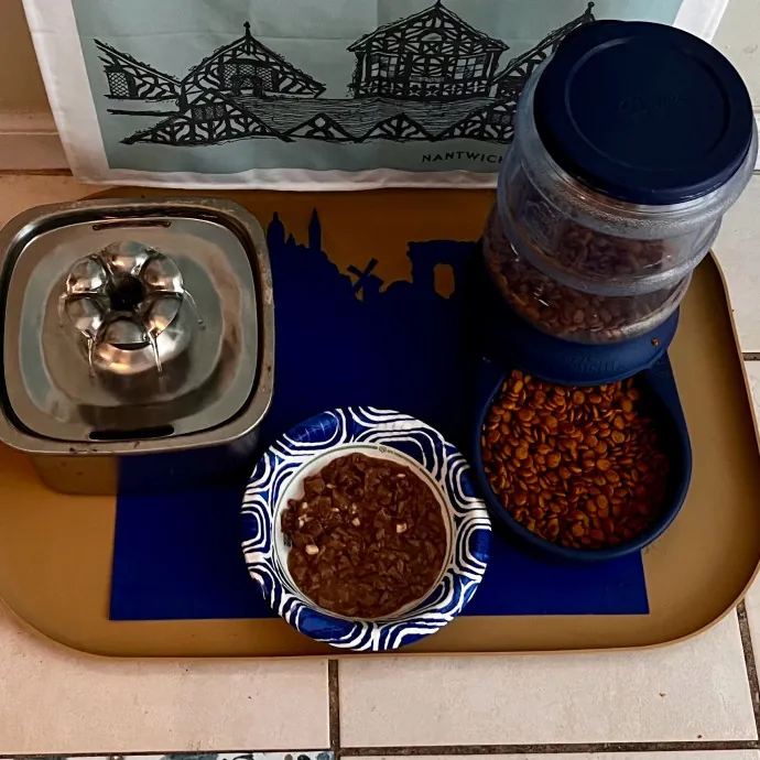 Caring And Reliable Experienced Cat Care