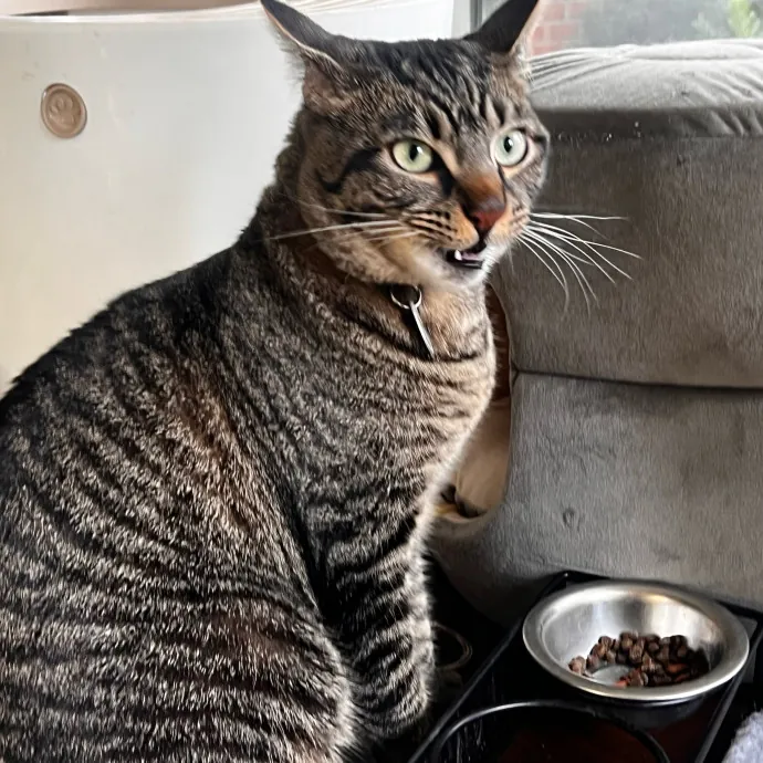 Caring And Reliable Experienced Cat Care