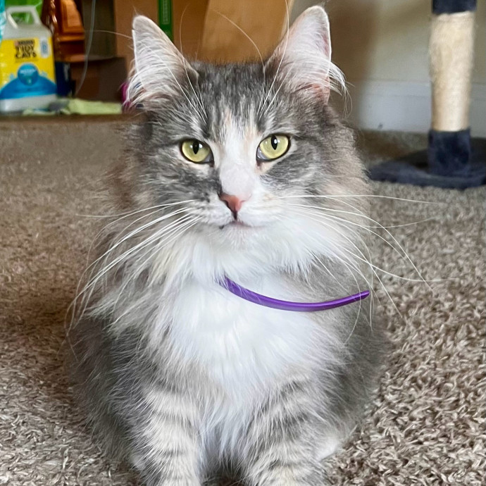 Caring And Reliable Experienced Cat Care