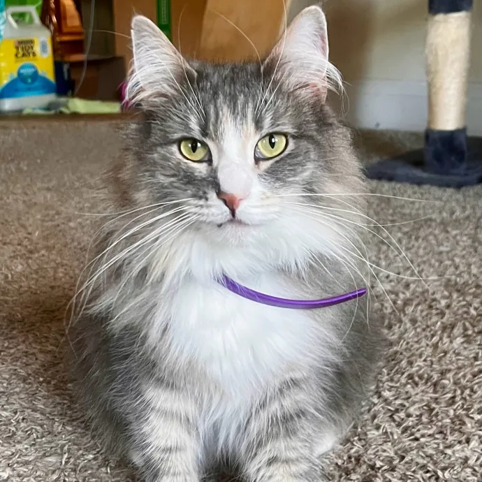 Caring And Reliable Experienced Cat Care