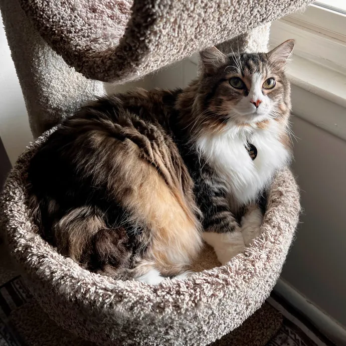 Caring And Reliable Experienced Cat Care