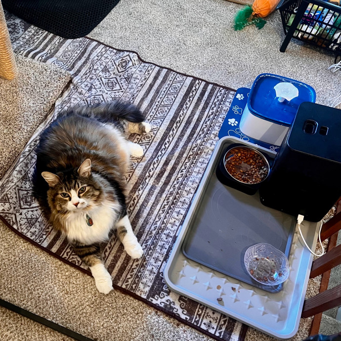 Caring And Reliable Experienced Cat Care