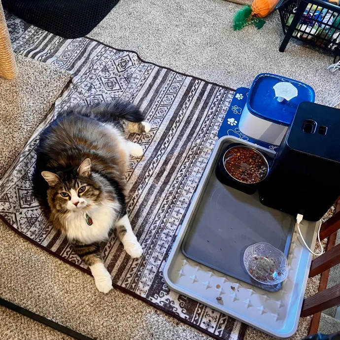 Caring And Reliable Experienced Cat Care