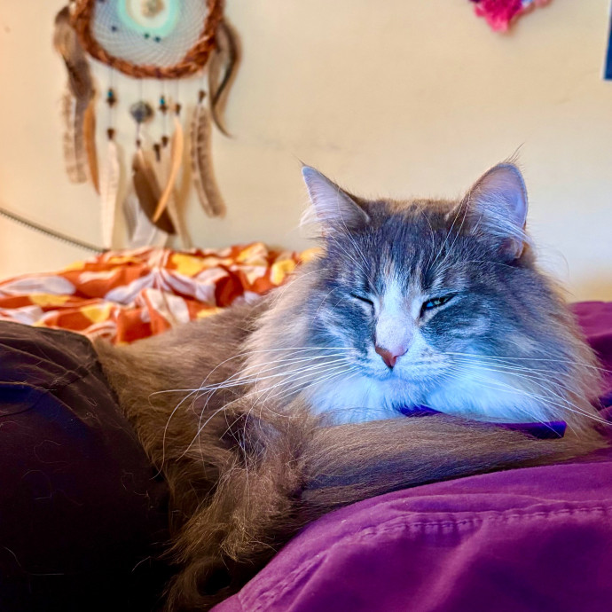 Caring And Reliable Experienced Cat Care