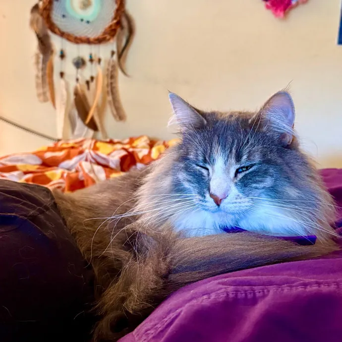 Caring And Reliable Experienced Cat Care