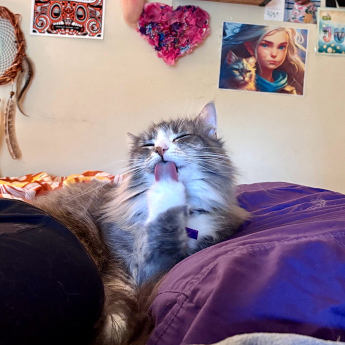 Caring And Reliable Experienced Cat Care