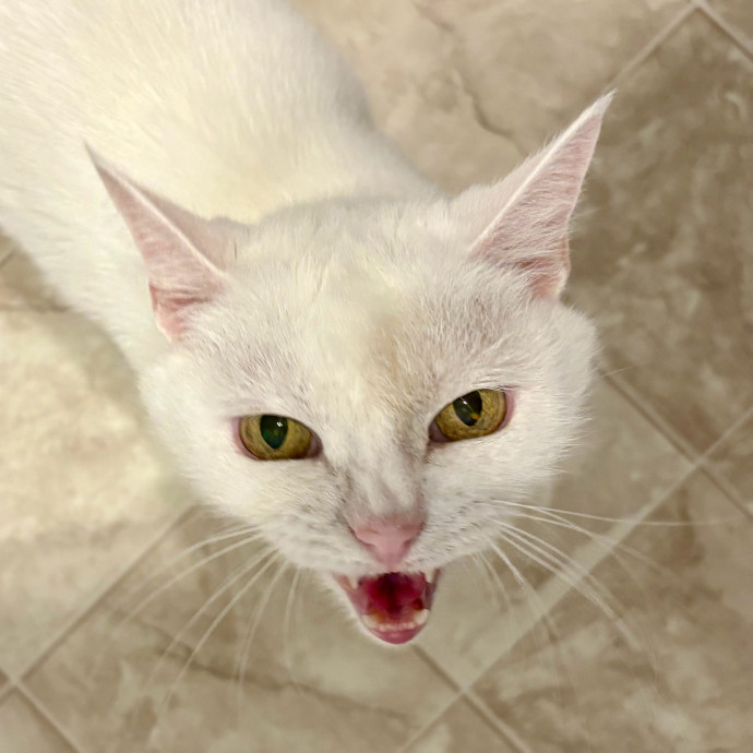 Caring And Reliable Experienced Cat Care
