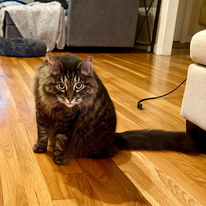 Caring And Reliable Experienced Cat Care photo 2