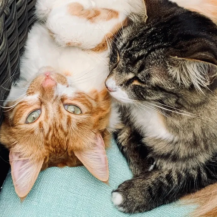 Voila' Cat Sitting By Helena