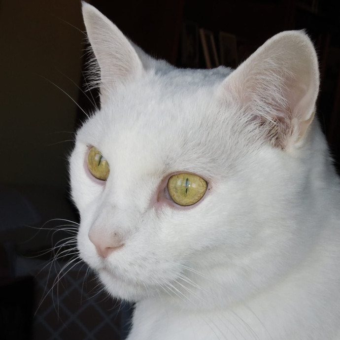 Voila' Cat Sitting By Helena
