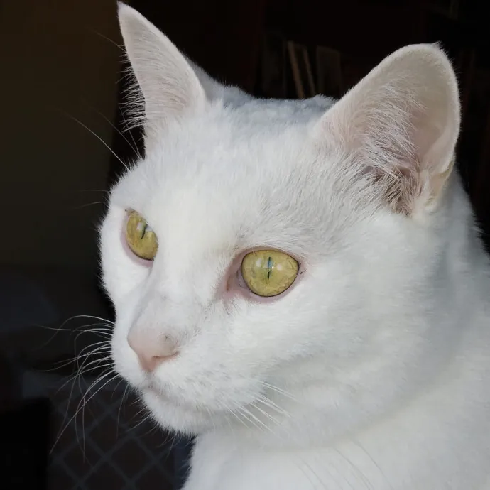 Voila' Cat Sitting By Helena