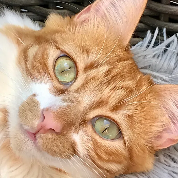 Voila' Cat Sitting By Helena