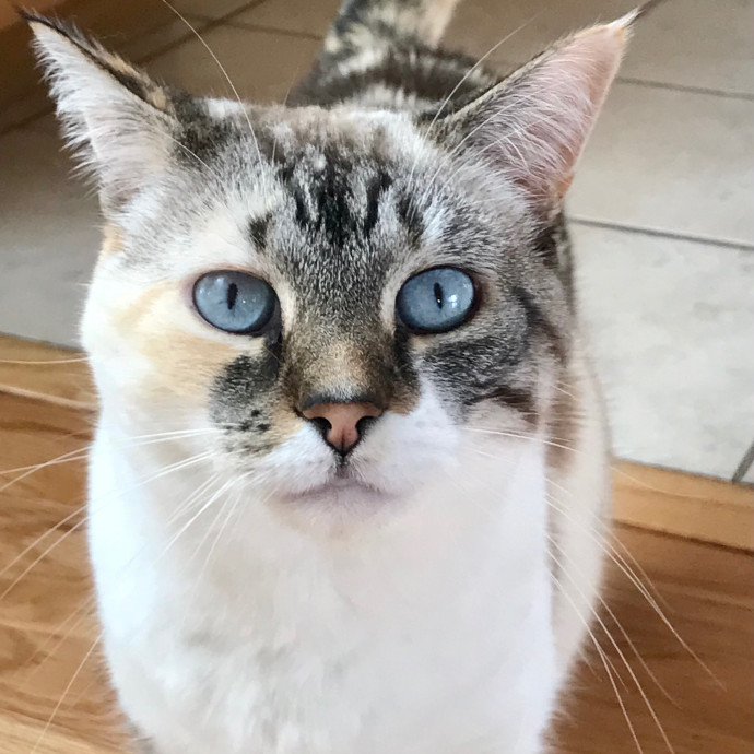 Voila' Cat Sitting By Helena
