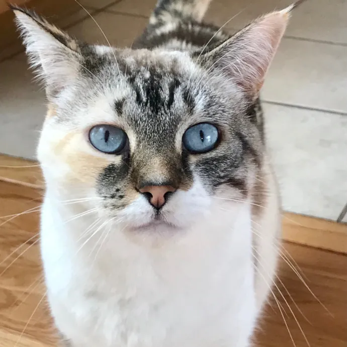 Voila' Cat Sitting By Helena