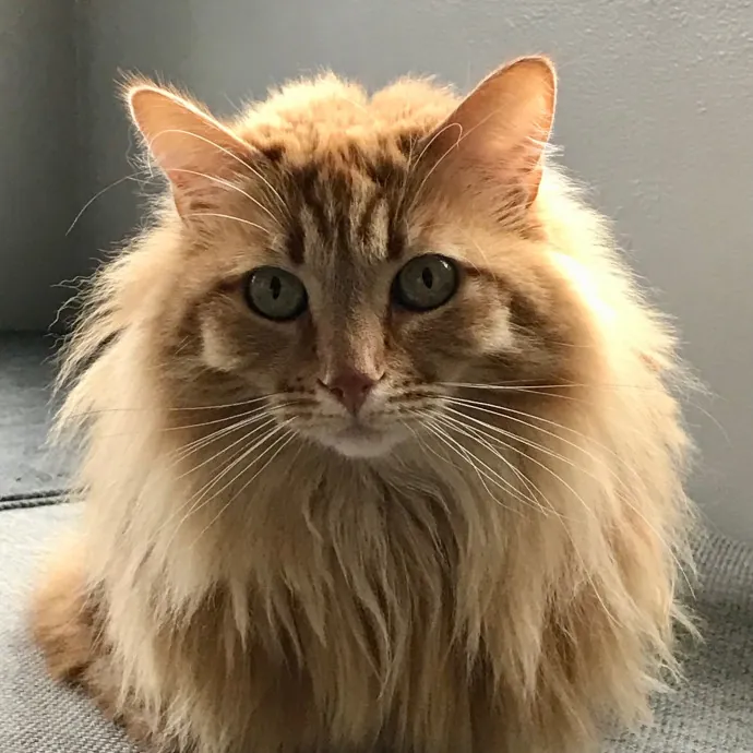 Voila' Cat Sitting By Helena