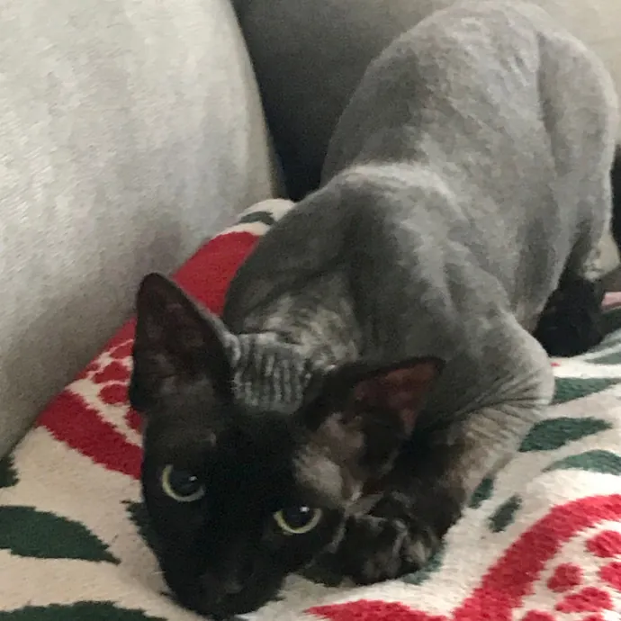 Voila' Cat Sitting By Helena