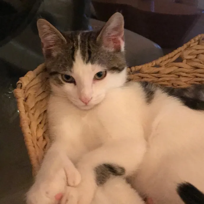 Voila' Cat Sitting By Helena