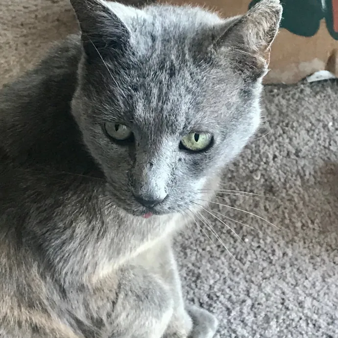 Voila' Cat Sitting By Helena