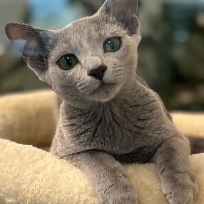 Voila' Cat Sitting By Helena