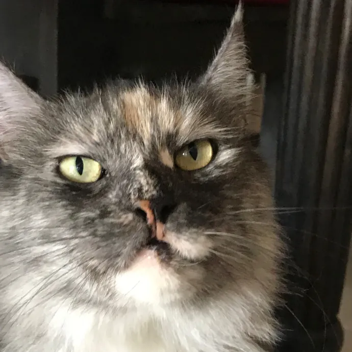 Voila' Cat Sitting By Helena