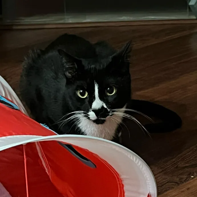 Voila' Cat Sitting By Helena