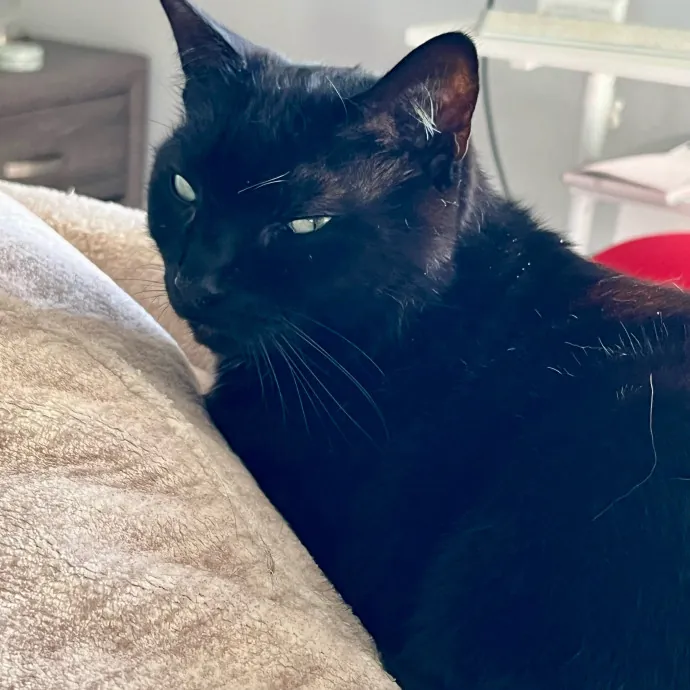 Voila' Cat Sitting By Helena