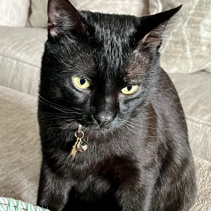 Voila' Cat Sitting By Helena