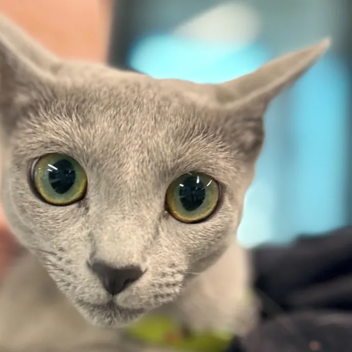 Voila' Cat Sitting By Helena