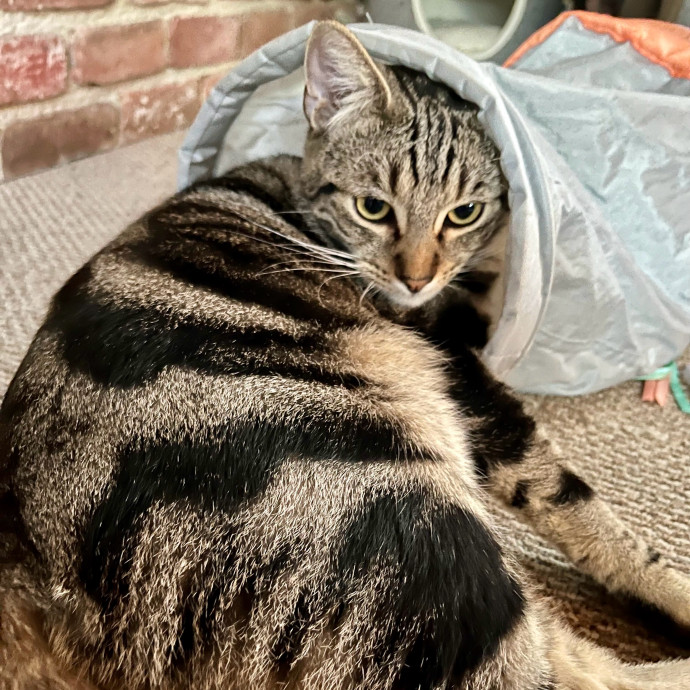 Voila' Cat Sitting By Helena
