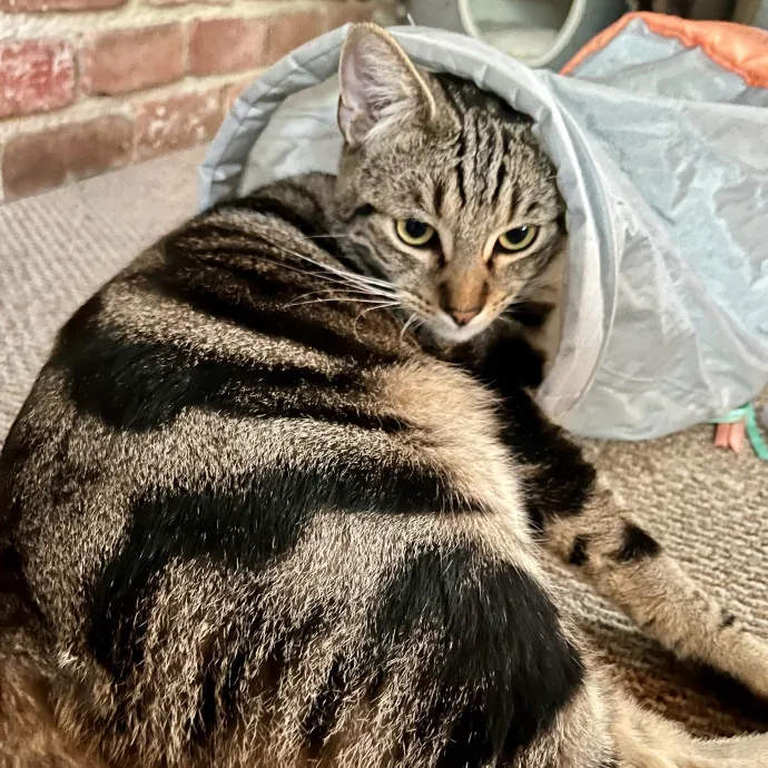 Voila' Cat Sitting By Helena