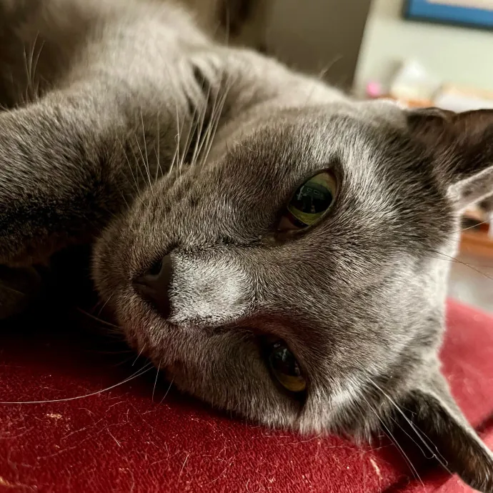 Voila' Cat Sitting By Helena