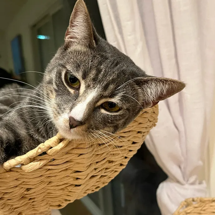 Voila' Cat Sitting By Helena