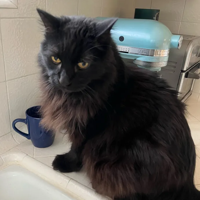 Voila' Cat Sitting By Helena