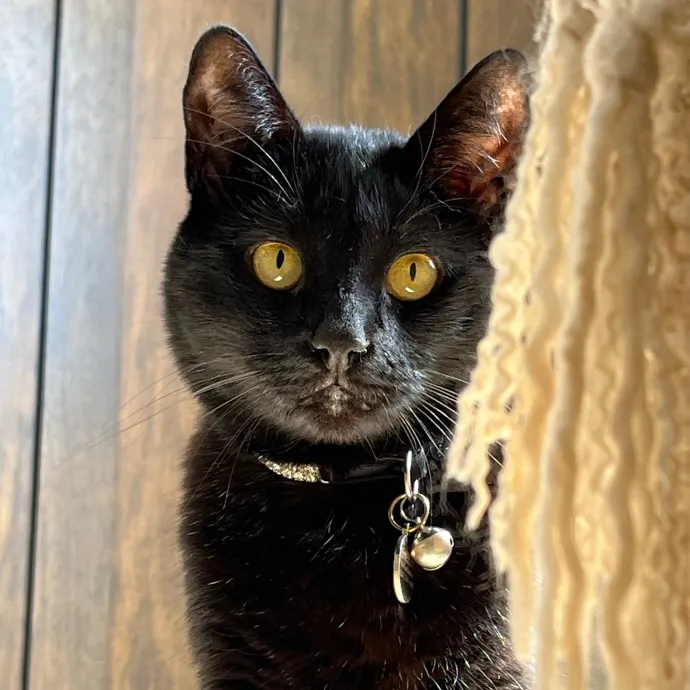 Voila' Cat Sitting By Helena