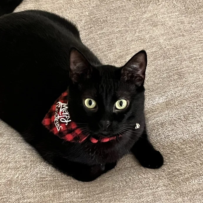 Voila' Cat Sitting By Helena