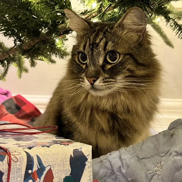 Voila' Cat Sitting By Helena