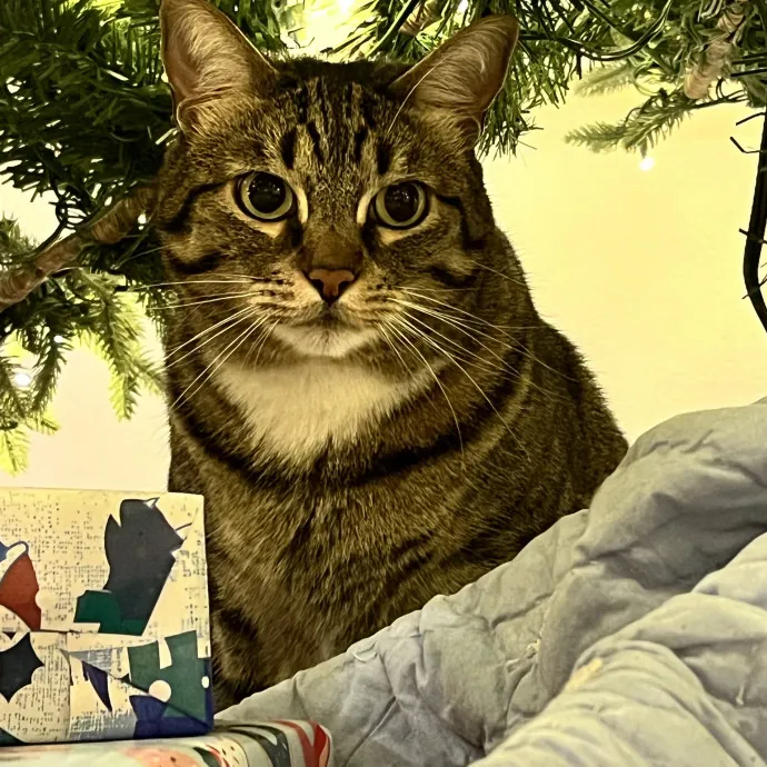 Voila' Cat Sitting By Helena