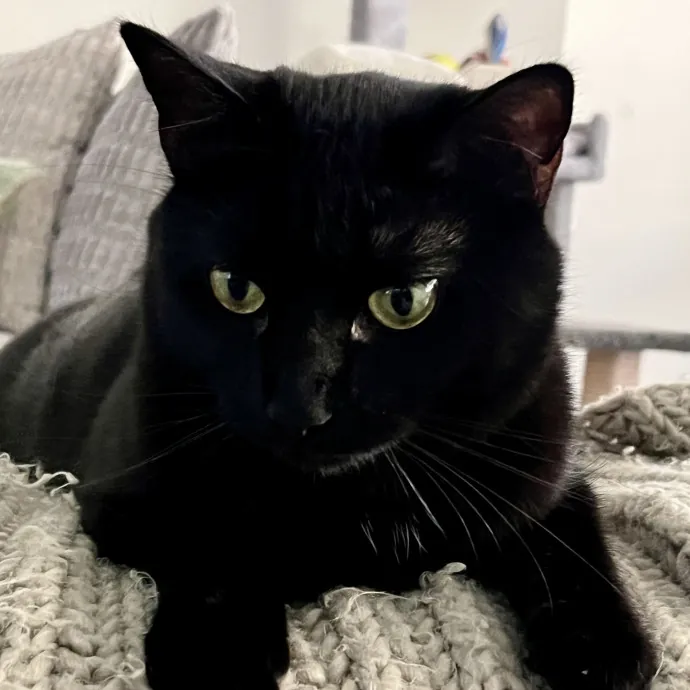 Voila' Cat Sitting By Helena